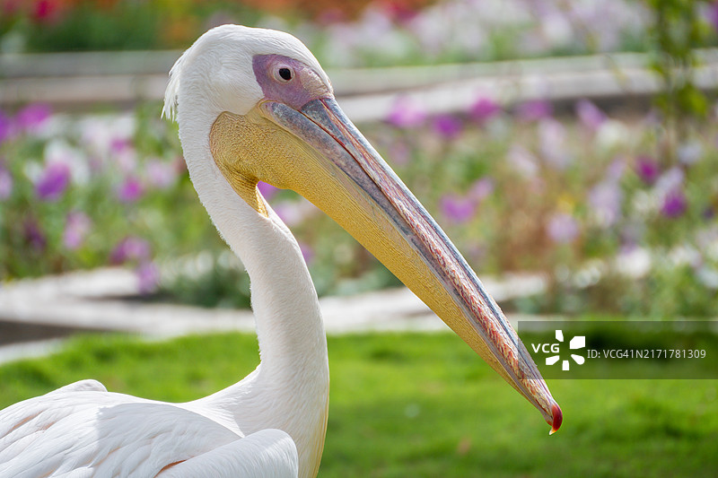 美洲白鹈鹕特写图片素材