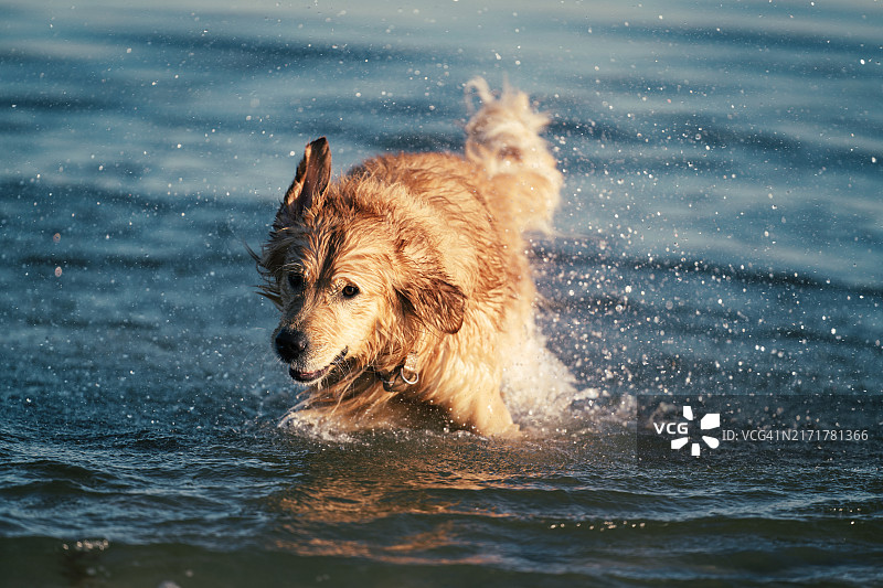 金毛寻回犬在湖中奔跑的特写，韦斯特波特，康涅狄格州，美国图片素材