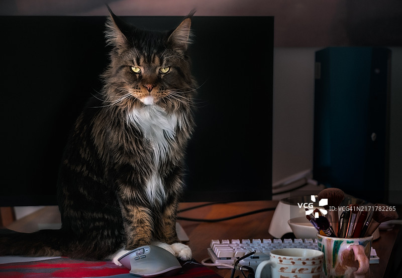 猫咪肖像，居家姿态图片素材