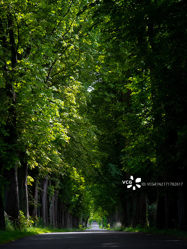 波兰的森林树木图片素材