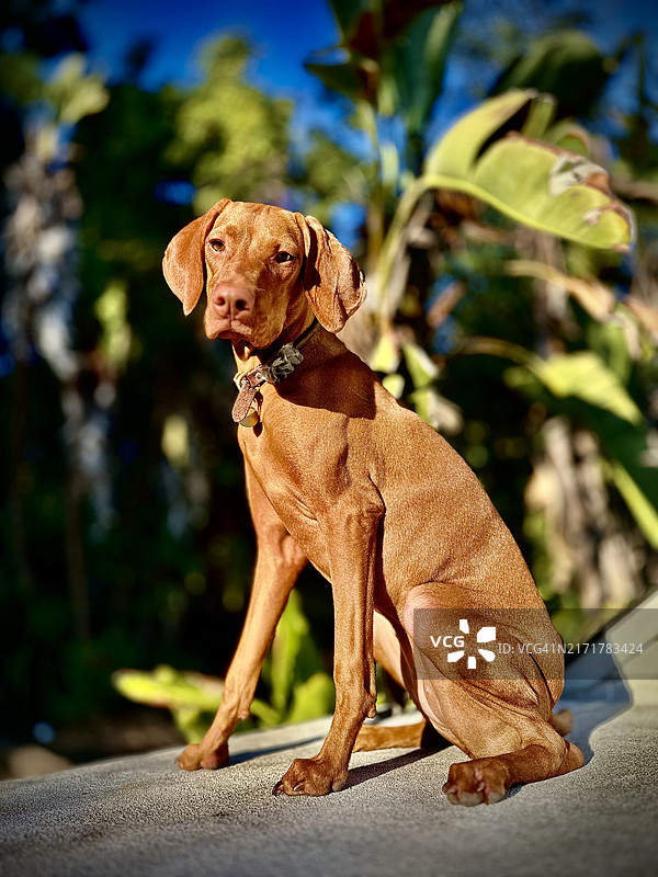 维兹拉犬坐在路上的肖像（美国）图片素材
