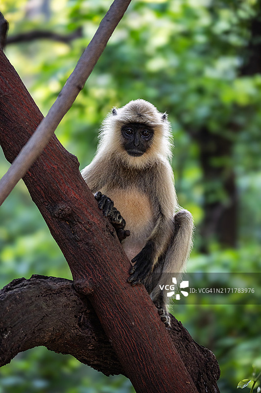 坐在树上的长尾叶猴特写，德布里加尔，奥里萨邦，印度图片素材