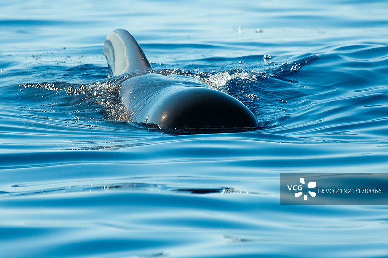大西洋热带加勒东/领航鲸图片素材