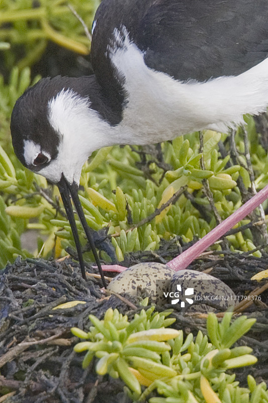 黑颈长脚鹬在泥巢中照看它的卵的特写图片素材