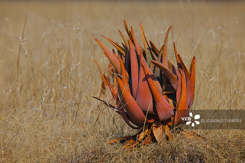 博茨瓦纳干燥草原上的非洲灌木芦荟图片素材