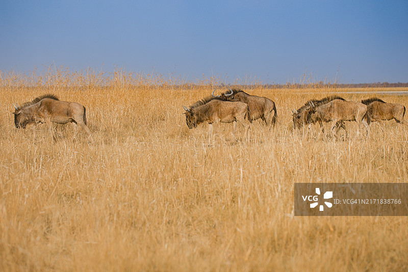 博茨瓦纳Nxai Pan国家公园内吃草的蓝角马群图片素材