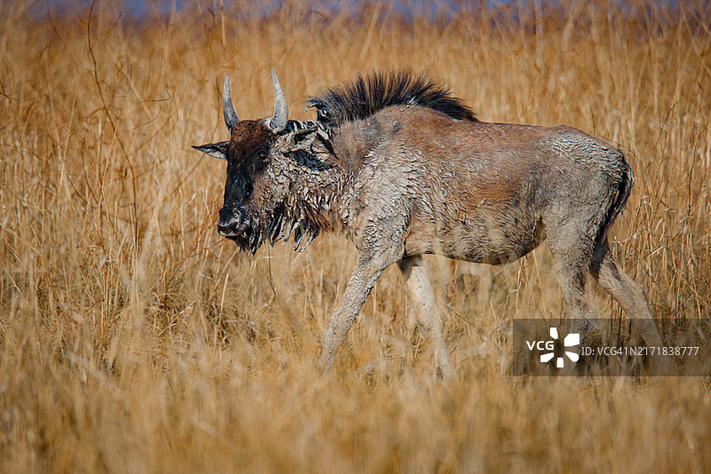 博茨瓦纳Nxai Pan国家公园的蓝角马图片素材
