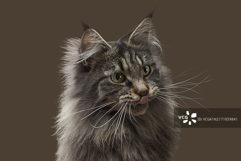 毛茸茸的是猫科动物吗？图片素材