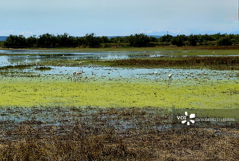 西班牙加泰罗尼亚阿尔特安波尔达的阿iguamolls湿地图片素材