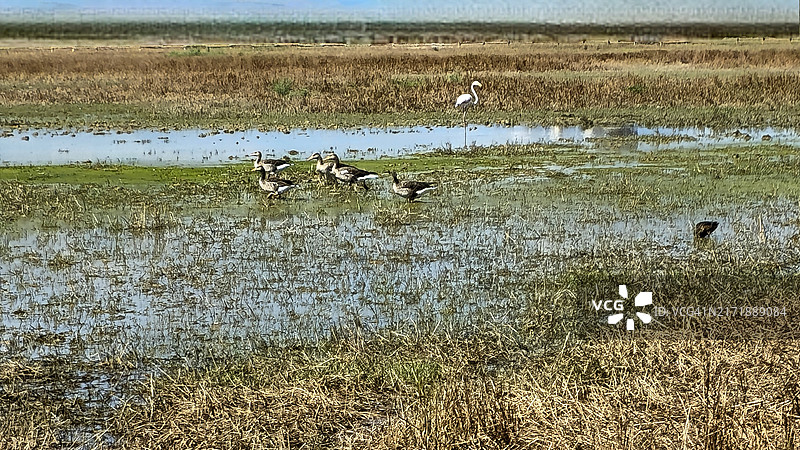 西班牙加泰罗尼亚阿尔特安波尔达的阿iguamolls湿地图片素材