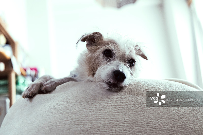 在垫子上做梦的杰克罗素梗犬图片素材