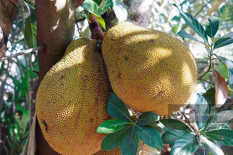 黄色甜菠萝蜜果实图片素材