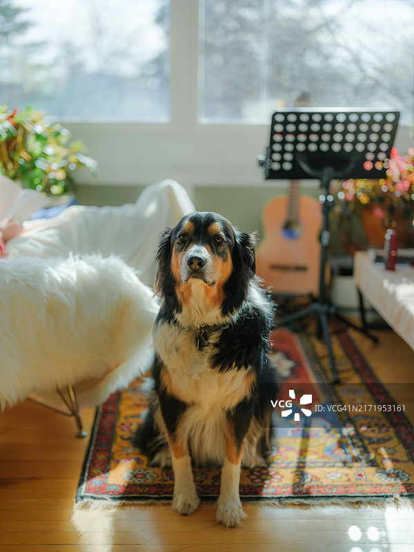 阳光明媚的房间里弹吉他的女人和澳大利亚牧羊犬图片素材