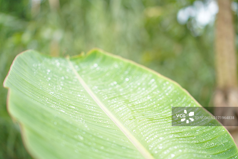 绿叶香蕉图片素材