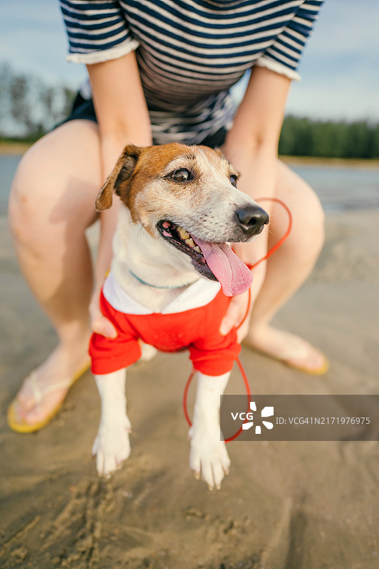 亚洲女性在沙滩上与爱犬杰克罗素梗平静地散步图片素材