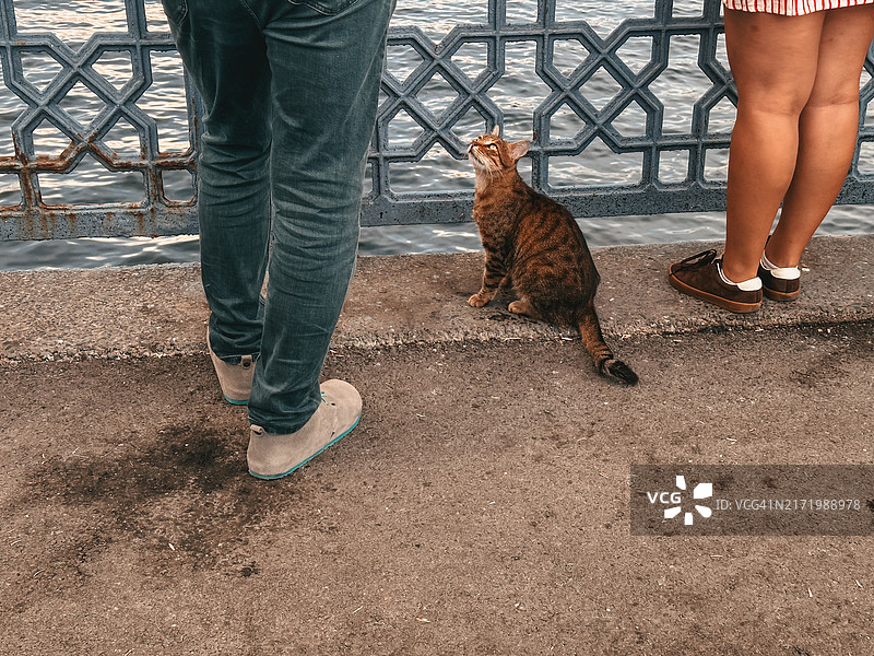 伊斯坦布尔：猫之城图片素材