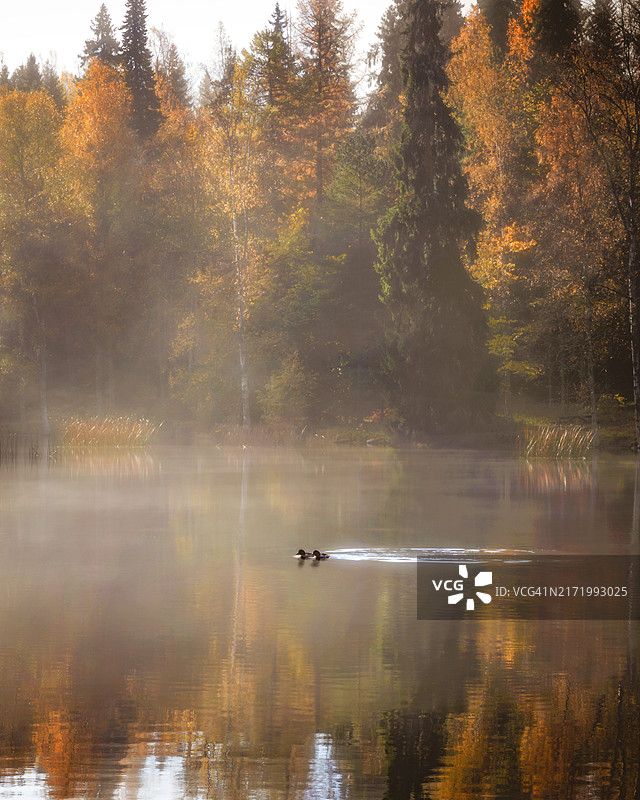 清晨，奥兰科，哈梅林纳，芬兰，雾蒙蒙的秋季森林湖中游泳的鹊鸭夫妇图片素材