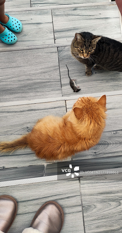 两只猫坐在楼梯上，中间躺着一只死老鼠图片素材