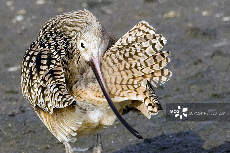 长嘴鹬特写，用喙梳理羽毛图片素材