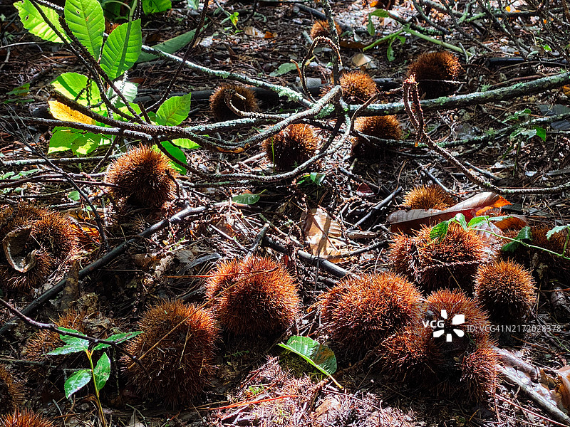 森林地面上的栗子外壳图片素材