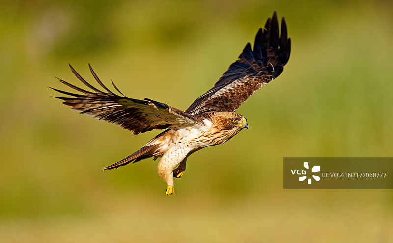 靴隼雕图片素材