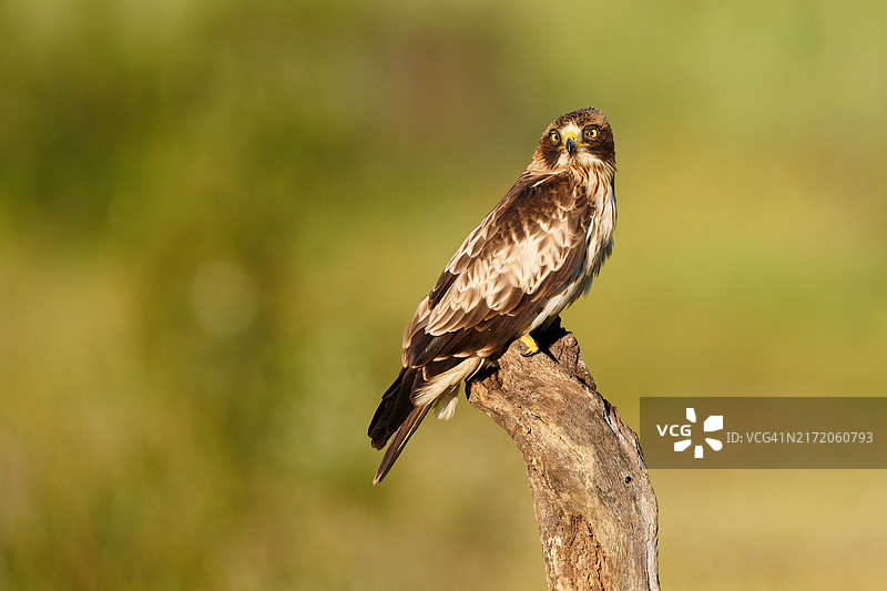 靴隼雕图片素材