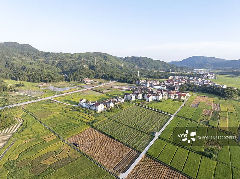 秋季乡村成熟稻田航拍图片素材