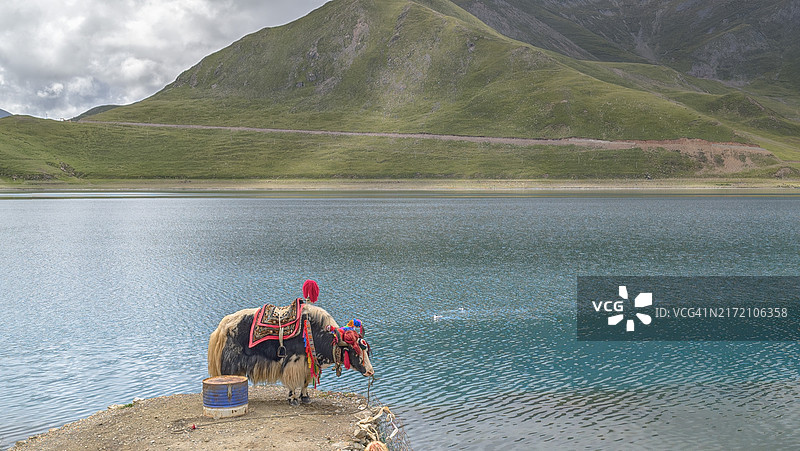 羊卓雍错湖边的牦牛图片素材