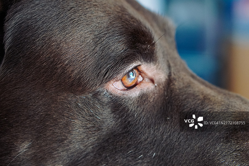拉布拉多犬的眼睛图片素材