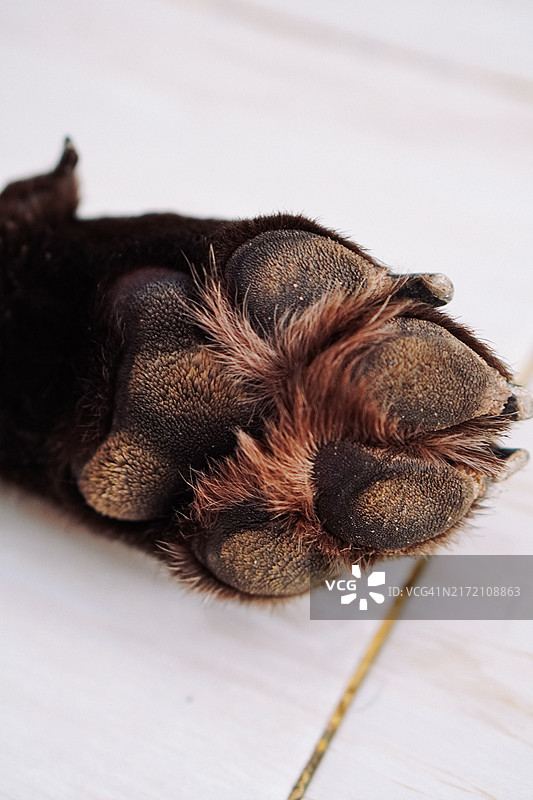 瓷砖地板上的狗爪特写图片素材