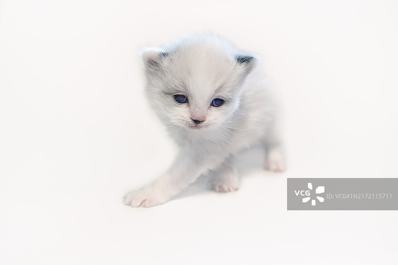 白色小猫图片素材