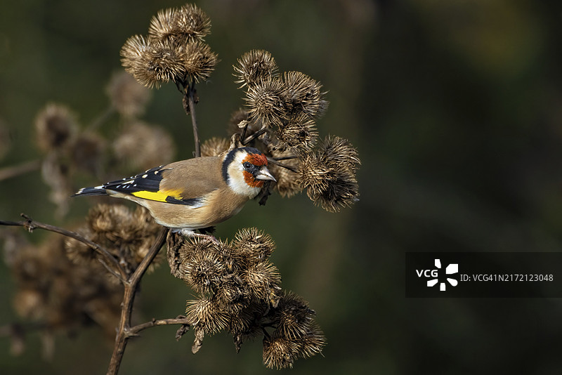 彩色金翅雀栖息在棕色蓟上的自然风光图片素材