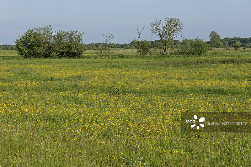 波伊岑堡的鹳池塘和花卉草地，德国梅克伦堡-前波美拉尼亚州图片素材