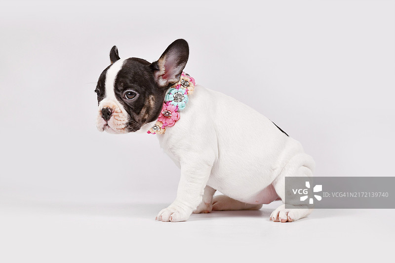 戴着编织花项圈的斑色法国斗牛犬幼犬图片素材