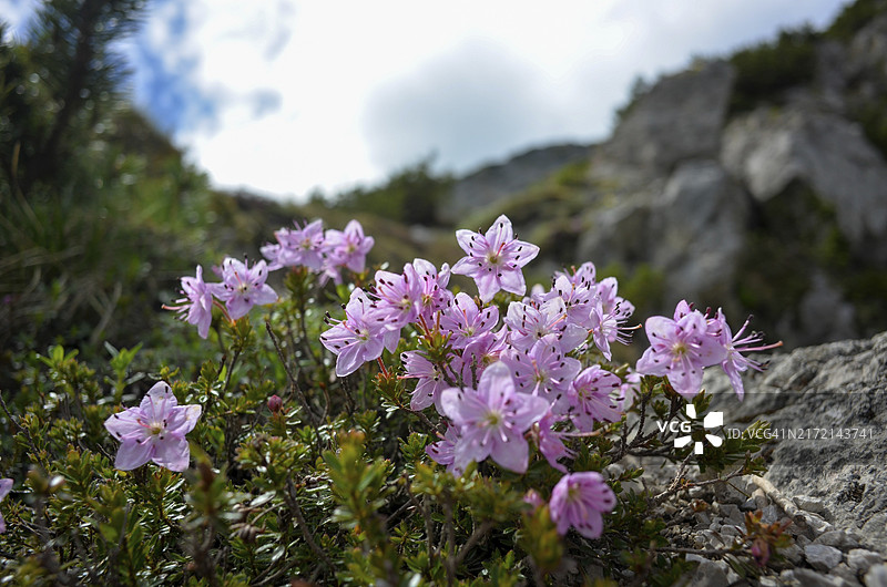 巴伐利亚阿尔卑斯山脉的矮高山玫瑰图片素材