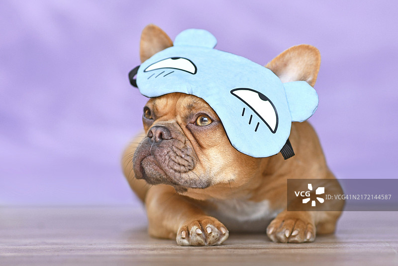 戴着有趣的睡眠眼罩和棕熊帽子的法国斗牛犬图片素材