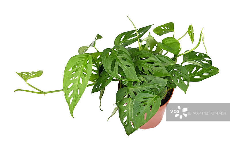热带洞洞蔓绿绒盆栽，白色背景图片素材