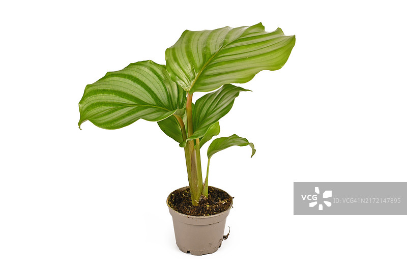 白色背景中花盆里有条纹的大圆叶的奇特Calathea Orbifolia室内盆栽图片素材