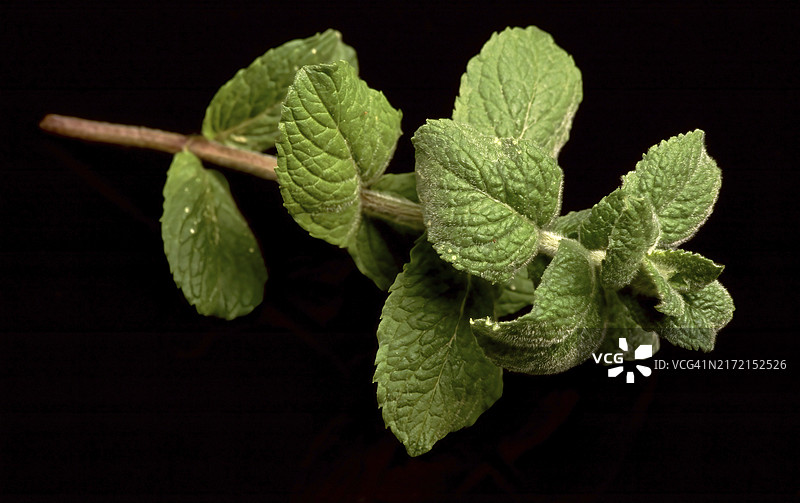 苹果薄荷（Mentha suaveolens），药用植物，芳香植物图片素材
