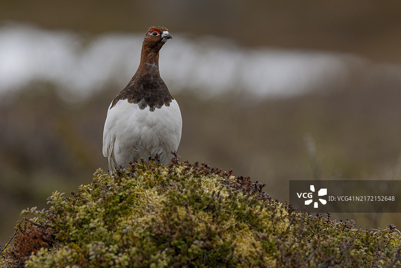 雄性柳雷鸟的棕白色过渡羽毛，瑞典北部山区图片素材