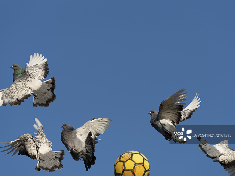 家鸽（Columba livia f. domestica）被足球惊吓飞走图片素材