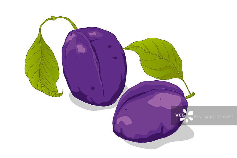 白色背景上手绘的紫色李子和叶子矢量图图片素材