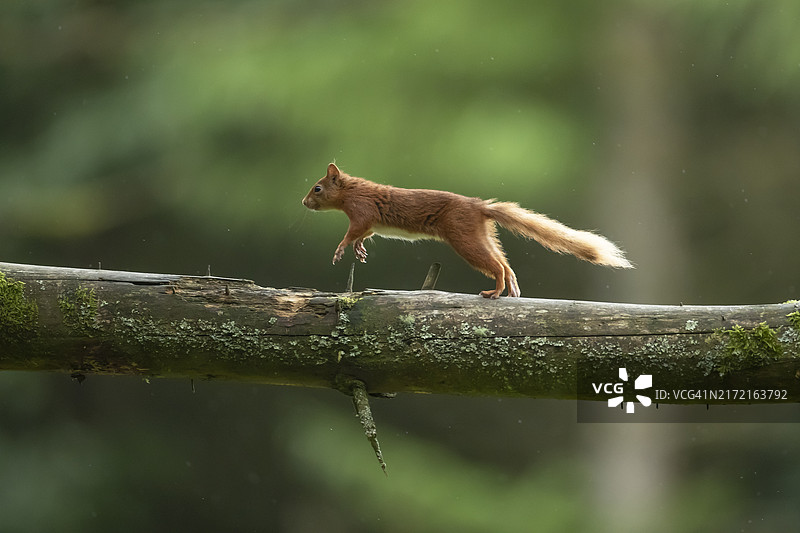 在英国约克郡林地树枝上奔跑的红松鼠图片素材