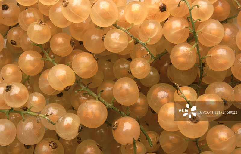 黄色或白色醋栗图片素材