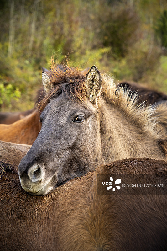 冰岛马在牧场休息图片素材