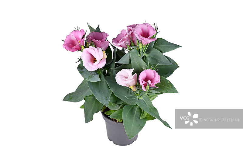 白色背景上的粉色龙胆盆栽图片素材