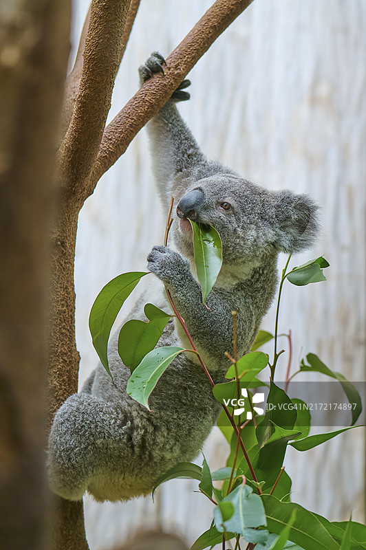 考拉在树枝上吃桉树叶图片素材