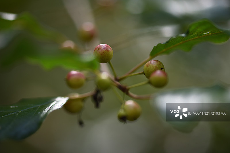 鼠李的浆果图片素材