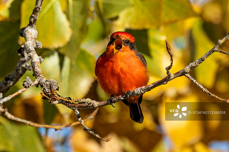 朱砂的呼唤图片素材