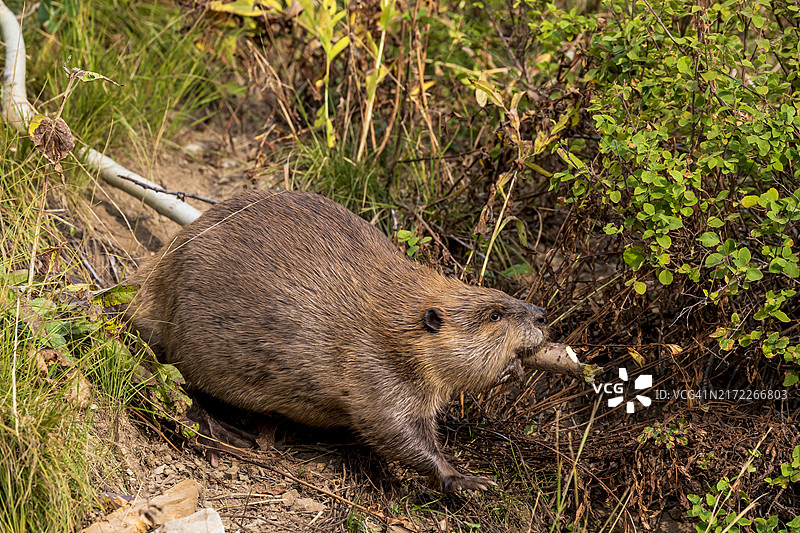 正在工作的海狸图片素材